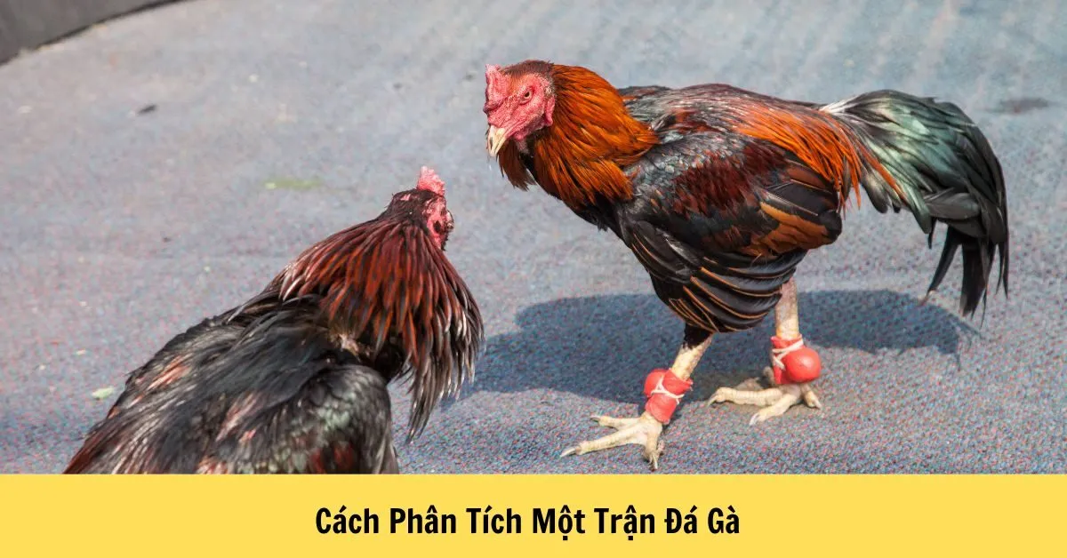Cách Phân Tích Một Trận Đá Gà
