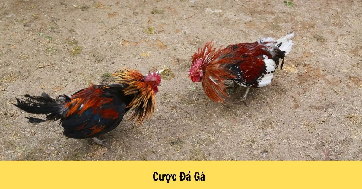 Cược Đá Gà
