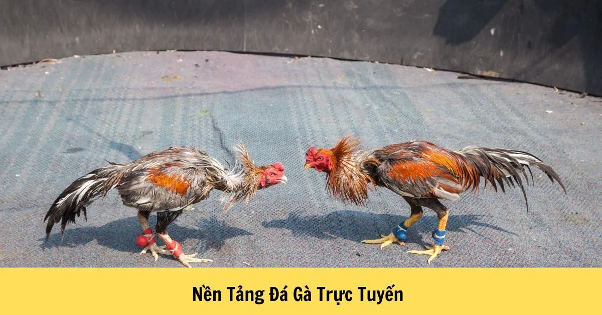 Nền Tảng Đá Gà Trực Tuyến